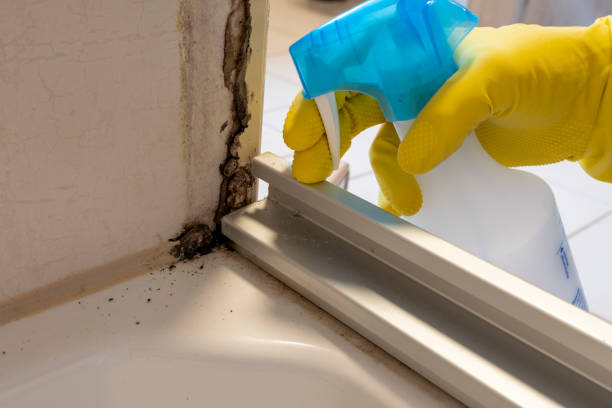 Best Health and Safety Mold Remediation in Franklin, GA